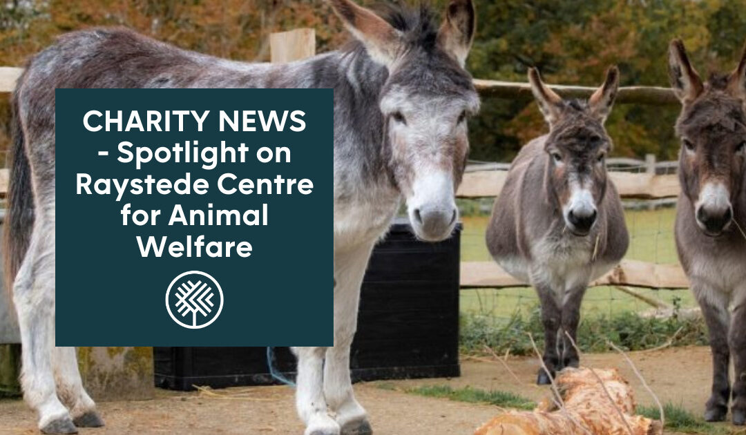 Spotlight on Charities – Raystede Centre for Animal Welfare